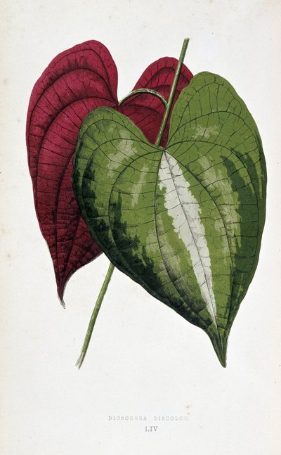 Yam bladeren in 2 kleuren (Dioscorea discolor). Botanische plaat in 