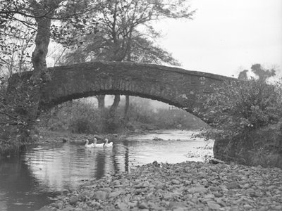 Drie ganzen op het water onder een stenen brug door Joseph Hardman
