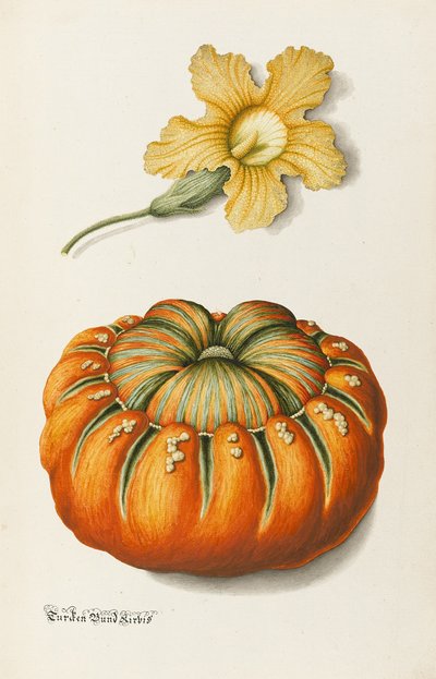 Courgette en een pompoen door Joseph Jacob Plenck
