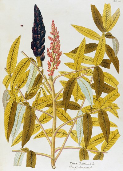 Esdoornbladige sumak of Siciliaanse sumak (Rhus coriaria), uit Icones plantarum medicinalium, Wenen door Joseph Jacob Plenck
