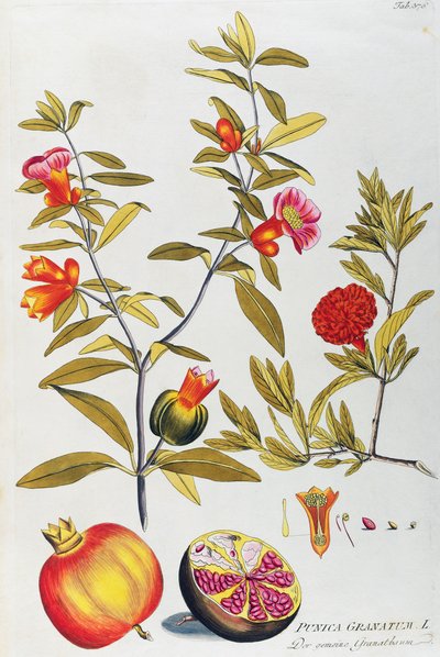 Granaatappel (Punica granatum), uit Icones plantarum medicinalium, Wenen door Joseph Jacob Plenck