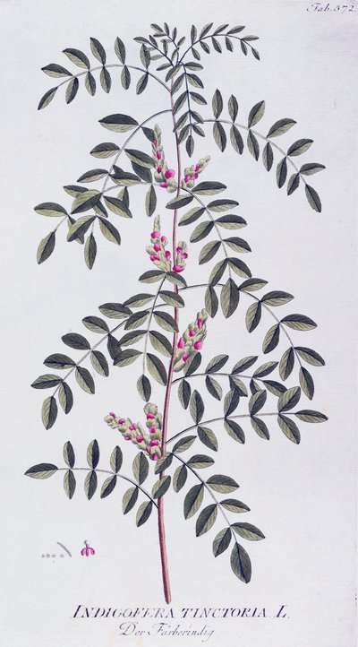 Ware indigo (Indigofera tinctoria) door Joseph Jacob von Plenck (1735-1807), uit Icones plantarum medicinalium, Wenen door Joseph Jacob Plenck