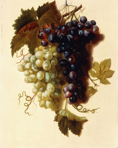 Trossen Groene en Rode Druiven opgehangen aan een Touw, c.1796 door Joseph Laurent Malaine
