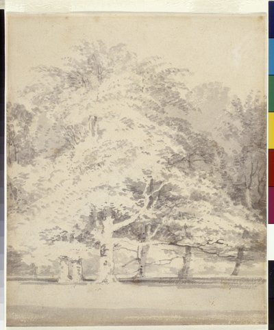 Beukenbomen door Joseph Mallord William Turner