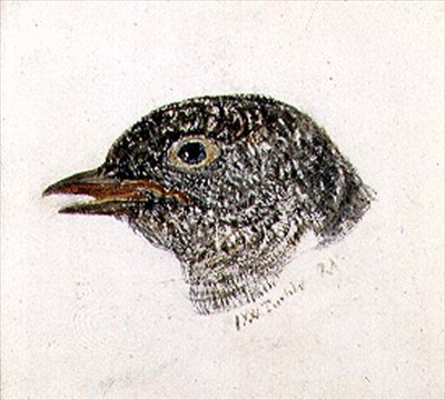 Koekoek, uit The Farnley Book of Birds, c.1816 door Joseph Mallord William Turner