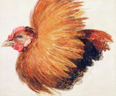 Vechtende haan, uit Het Farnley Boek van Vogels, ca. 1816 door Joseph Mallord William Turner