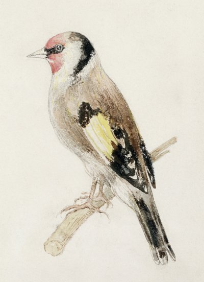 Distelvink, uit Het Farnley Boek van Vogels, c.1816 door Joseph Mallord William Turner