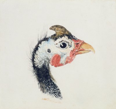 Parelhoen, uit The Farnley Book of Birds, ca. 1816 door Joseph Mallord William Turner