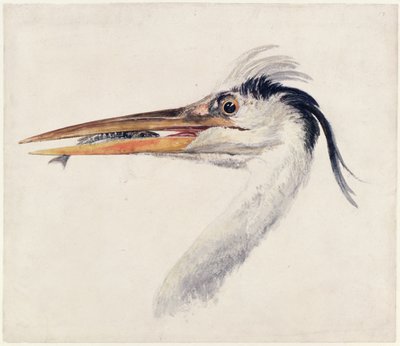 Reiger, uit Het Farnley Boek van Vogels, c.1816 door Joseph Mallord William Turner
