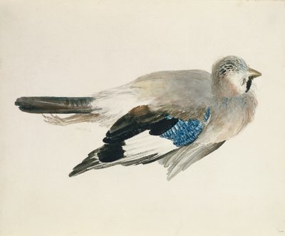 Gaai, uit Het Farnley Boek van Vogels, ca. 1816 door Joseph Mallord William Turner