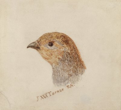 Patrijs, uit Het Farnley Boek van Vogels door Joseph Mallord William Turner