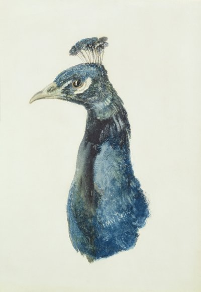 Pauw, uit Het Farnley Boek van Vogels, c.1816 door Joseph Mallord William Turner