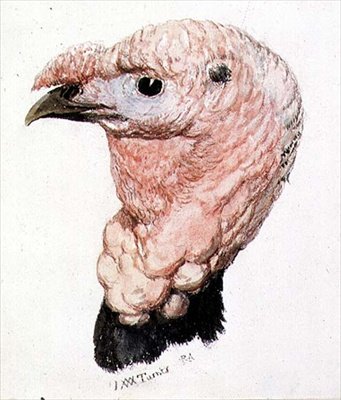 Kalkoen, uit The Farnley Book of Birds door Joseph Mallord William Turner