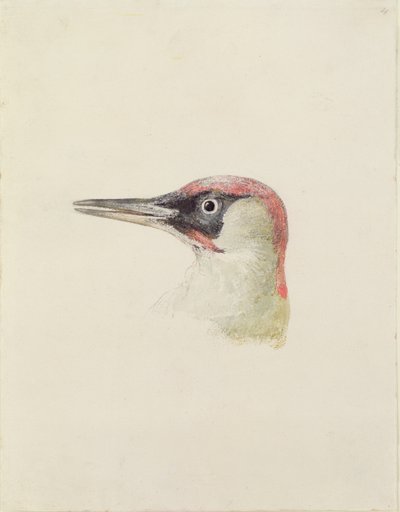 Specht, uit Het Farnley Boek van Vogels, c.1816 door Joseph Mallord William Turner