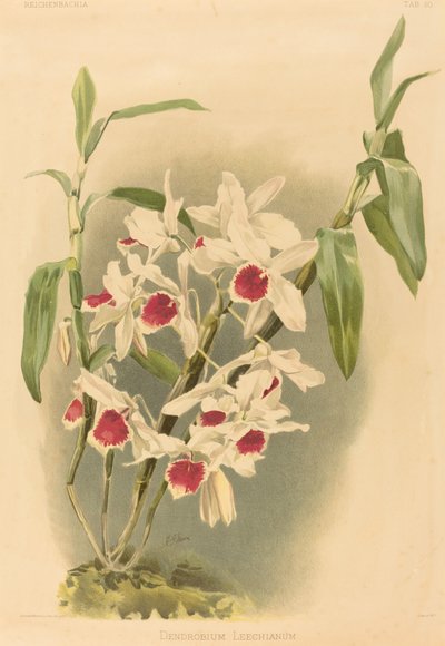 Dendrobium Leechianum door Joseph Mansell