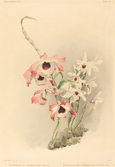 Dendrobium (Hybridium) Venus en Dendrobium (Hybridium) Cassiope door Joseph Mansell after Henry George Moon