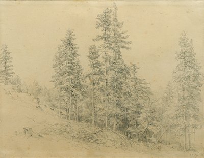 Zilverspar door Joseph Martin Höger