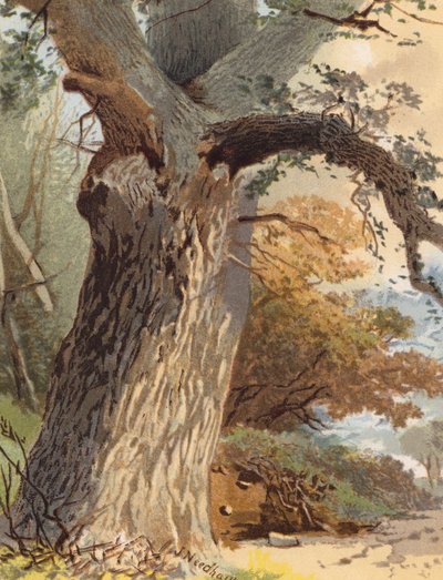 Iepstam door Joseph Needham