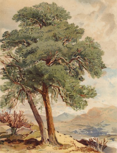 Schotse den, Hooglandscène door Joseph Needham