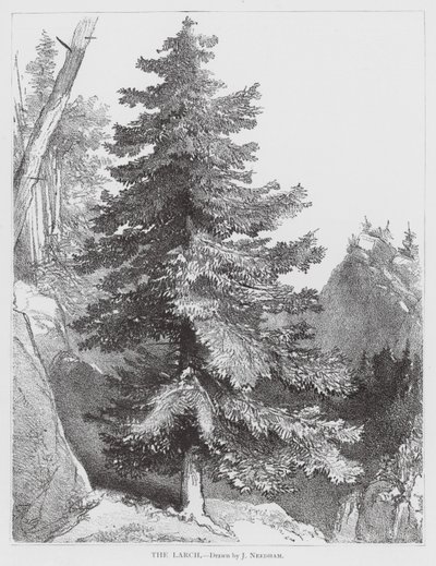 De Lariks door Joseph Needham