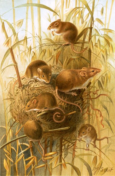 Oogstmuis door Joseph Smit