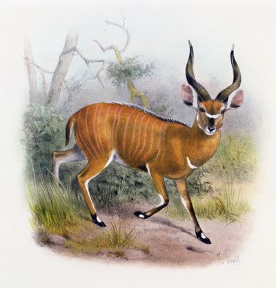 De Breedhoornige Antilope, uit 