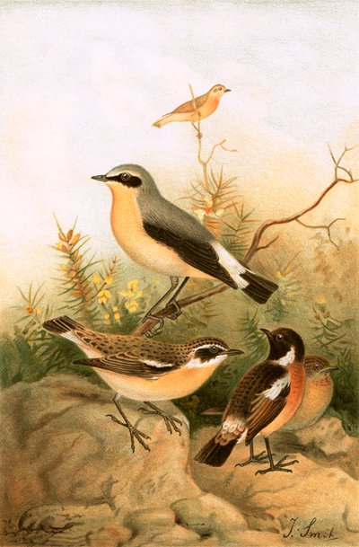 Wheatear, Roodborsttapuit en Paapje door Joseph Smit