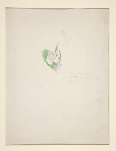 Bloem door Joseph Stella