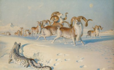 Een Sneeuwluipaard die Ovis Poli Besluipt door Joseph Wolf