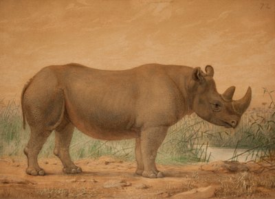 Afrikaanse Neushoorn door Joseph Wolf