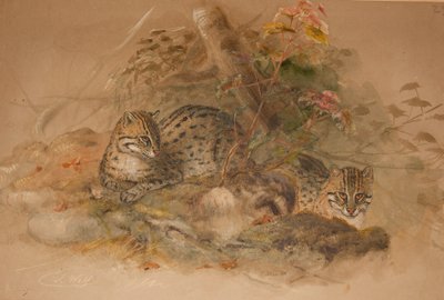 Nevelpanter (Fleis macrocelis) door Joseph Wolf