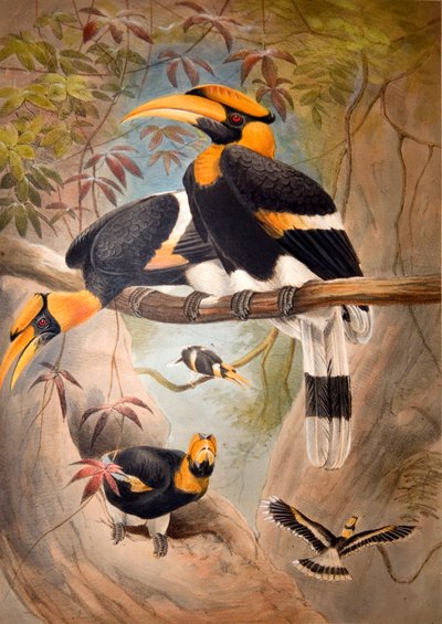 Holhoornige neushoornvogel, 1861 door Joseph Wolf