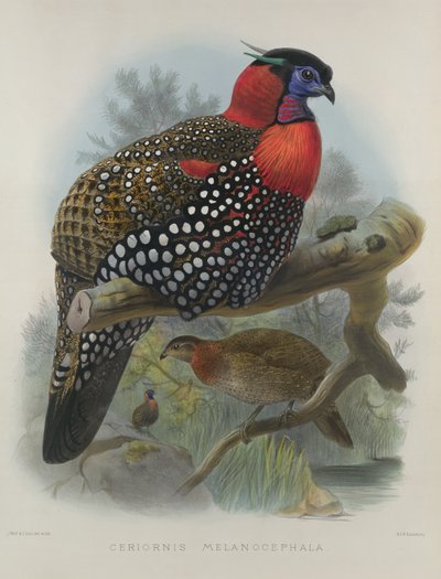 Karmozijnbuikige Tragopan, gegraveerd door M. & N. Hanhart, 1870-72 door Wolf, Joseph (1820-99) & Smit, J. (fl. 1870) door Joseph Wolf