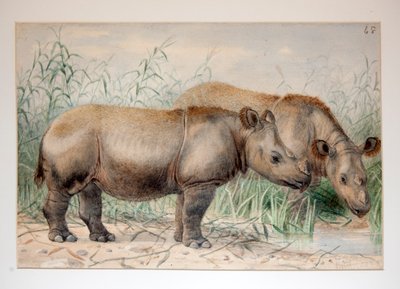 Harige gehoornde neushoorn door Joseph Wolf