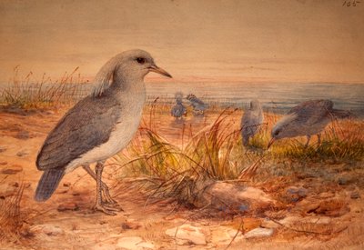 Kagu (Rhinochetus jubatus), c.1851-76 door Joseph Wolf