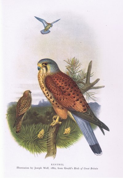 Torenvalk, Natuur in Groot-Brittannië uitgegeven door Collins, 1946 door Joseph Wolf