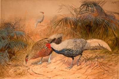 Lineated Kaleege (Euplpcamus lineatus), c.1851-76 door Joseph Wolf
