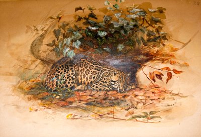Ocelot door Joseph Wolf