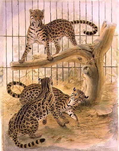 Ocelotten in een kooi door Joseph Wolf