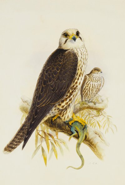 Saker Valk door Joseph Wolf