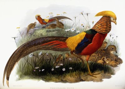 Thaumalea Picta door Joseph Wolf