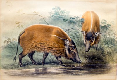 Het rode rivierzwijn, 1865 door Joseph Wolf