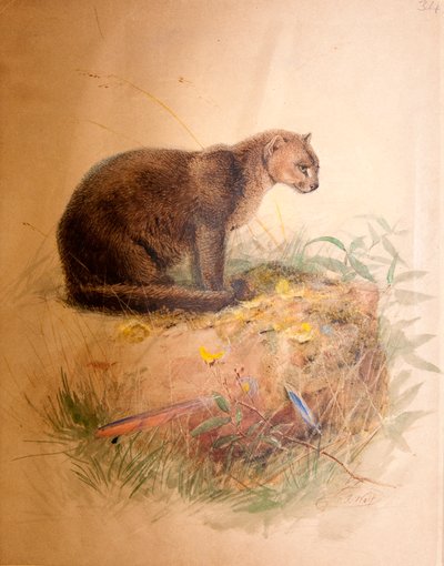 Yaguarundi Kat, 1851-69 door Joseph Wolf