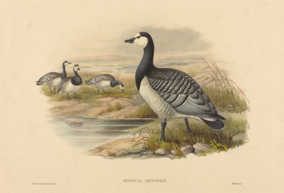 Rotgans (Bernicla Leucopsis) door Joseph Wolf and H.C. Richter