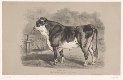 Stier in een weiland door Joseph Zephyris Gengembre