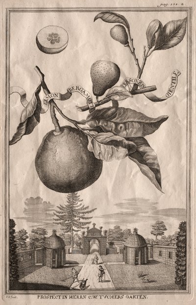 Nurnbergische Hesperides: Limon bergamotto personzin gientile door Joseph de Montalegre