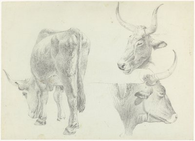 Drie studies van Italiaans rundvee door Josephus Augustus Knip