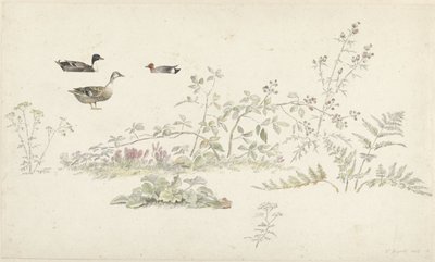 Studieblad met planten en watervogels door Josephus Augustus Knip
