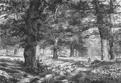 In Sherwood Forest, ca. 1875 door Josiah Wood Whymper