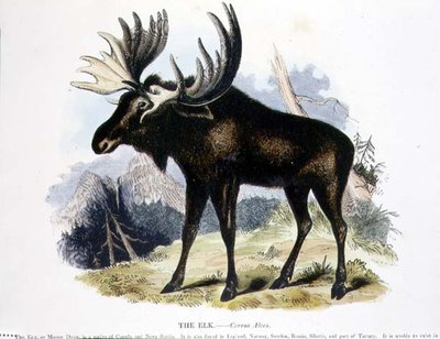 De eland (Cervus alces) educatieve illustratie uitgegeven door de Society for Promoting Christian Knowledge door Josiah Wood Whymper